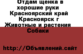 Отдам щенка в хорошие руки - Красноярский край, Красноярск г. Животные и растения » Собаки   